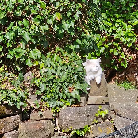 Historisches Haus Unkelbach *