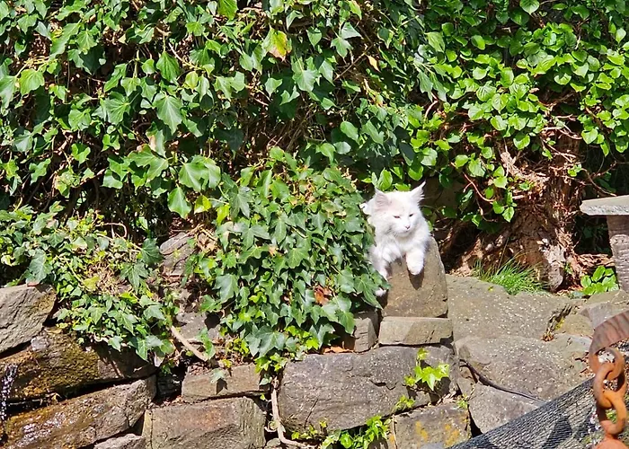 Historisches Haus Unkelbach *